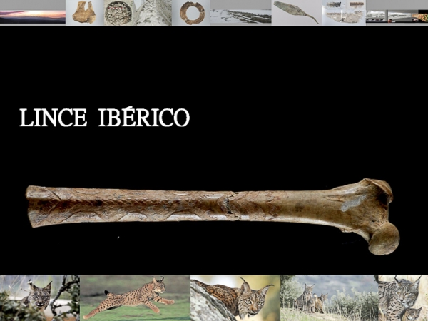 MIDAS (UHU) participa en la reconstrucción genética del lince ibérico